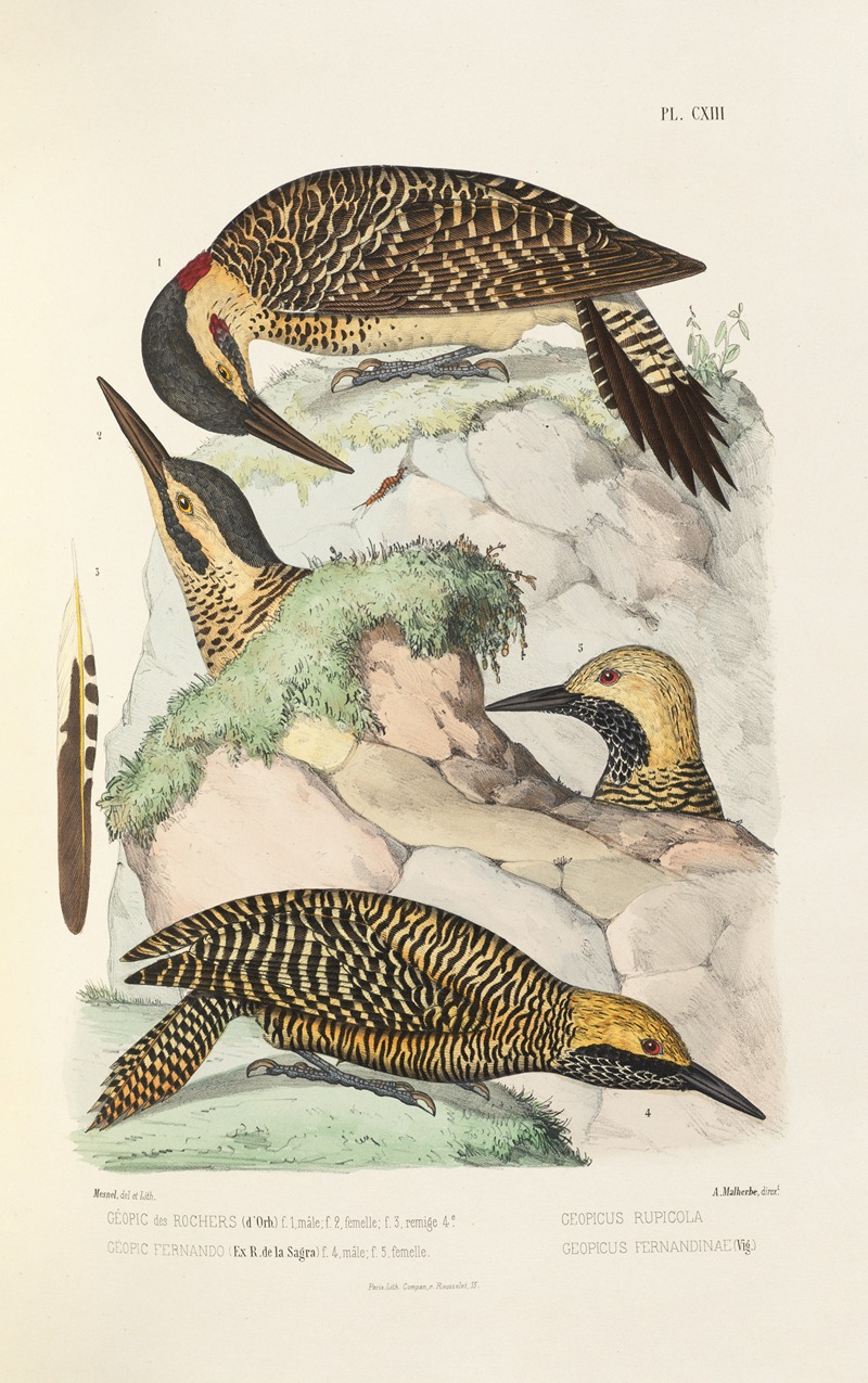 Monographie des picidées pl42 by Alfred Malherbe, 1861-1862 — digital art print download