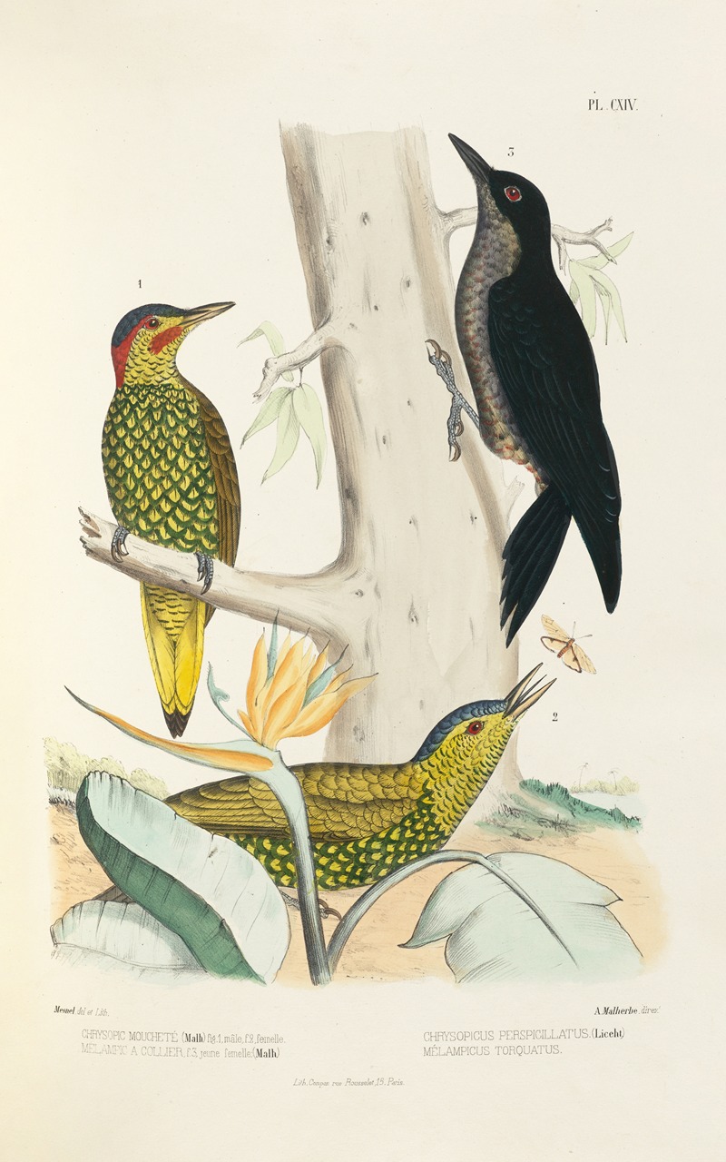 Monographie des picidées pl43 by Alfred Malherbe, 1861-1862 — digital art print download