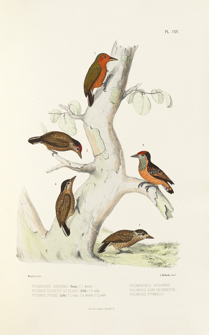 Monographie des picidées pl44 by Alfred Malherbe, 1861-1862 — digital art print download