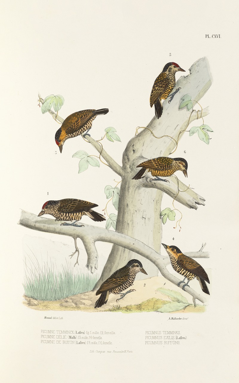 Monographie des picidées pl45 by Alfred Malherbe, 1861-1862 — digital art print download