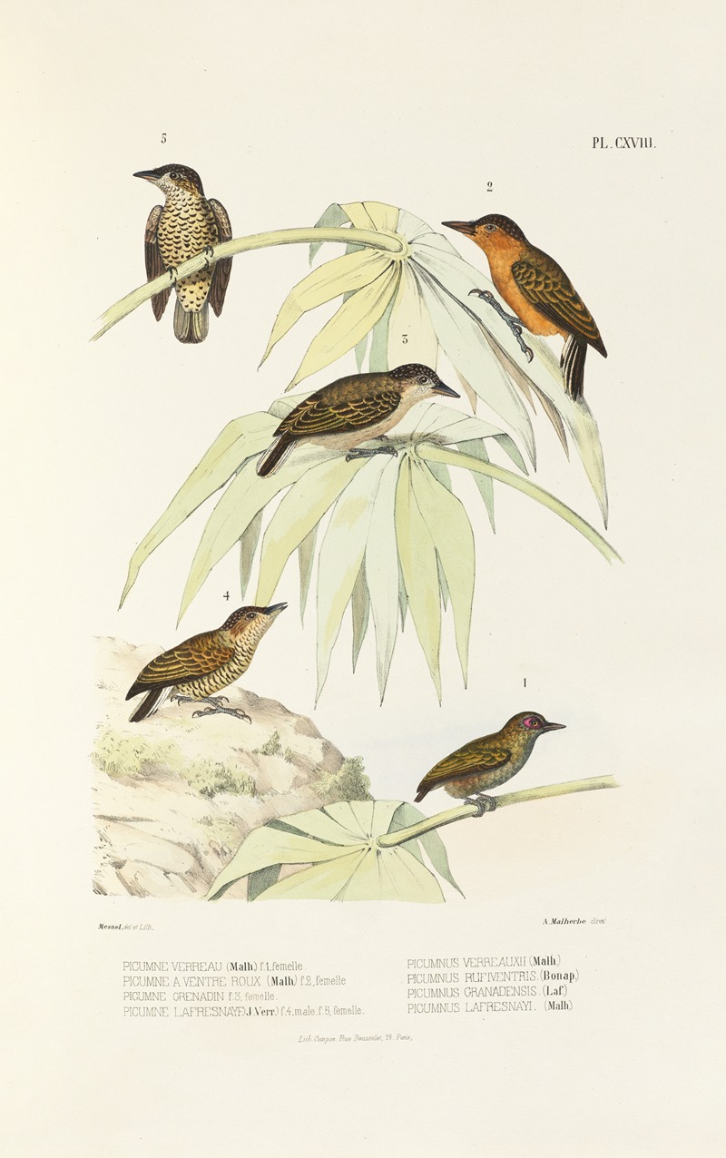 Monographie des picidées pl47 by Alfred Malherbe, 1861-1862 — digital art print download