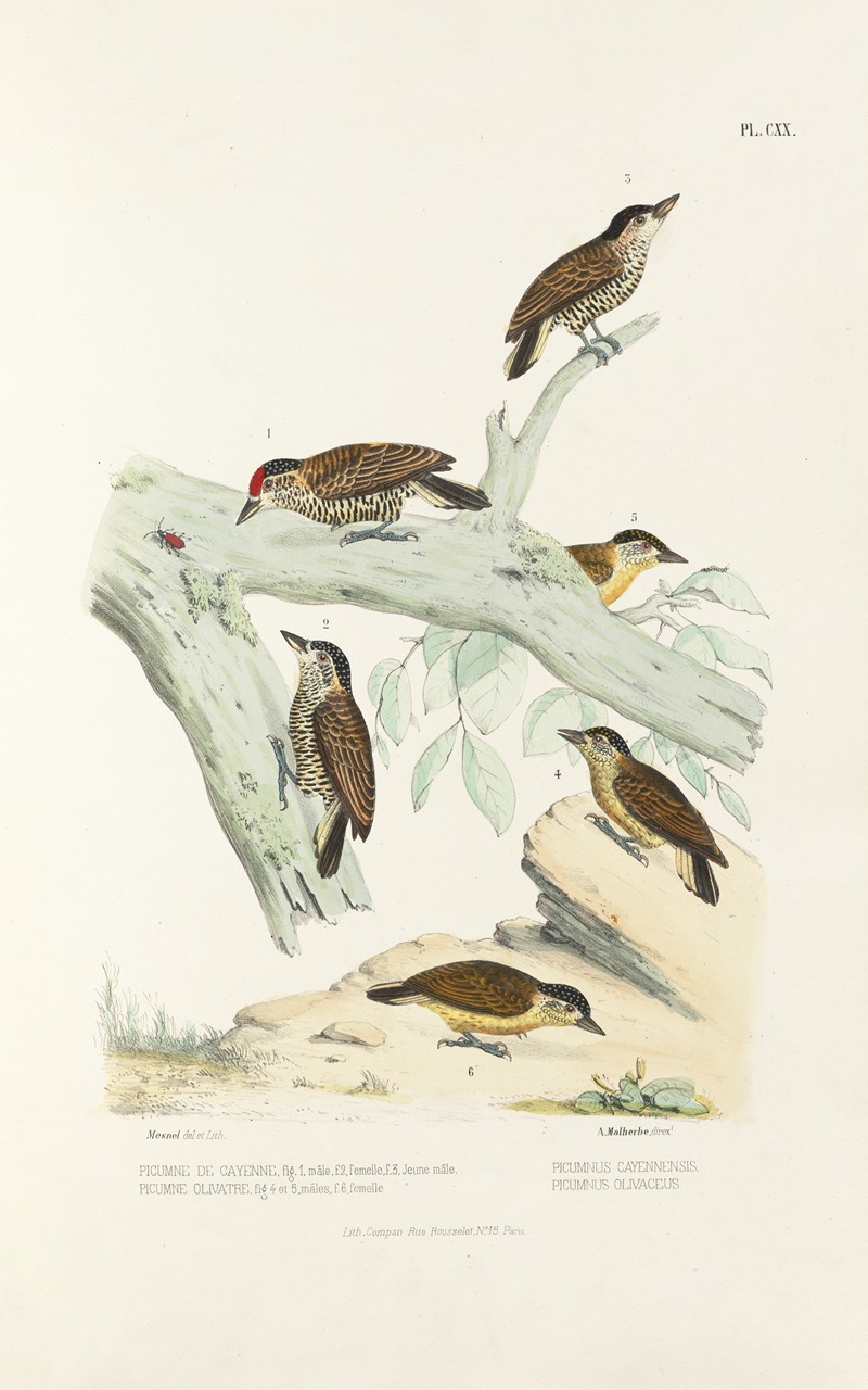 Monographie des picidées pl49 by Alfred Malherbe, 1861-1862 — digital art print download
