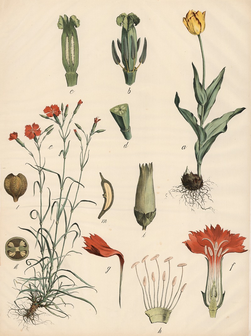 Tulpe u. Nelke by Franz Engleder, 1911 — digital art print download