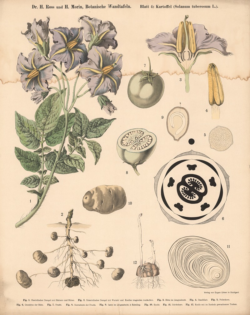 Potato (Solanum tuberosum L.) by H. Morin, 1911 — digital art print download