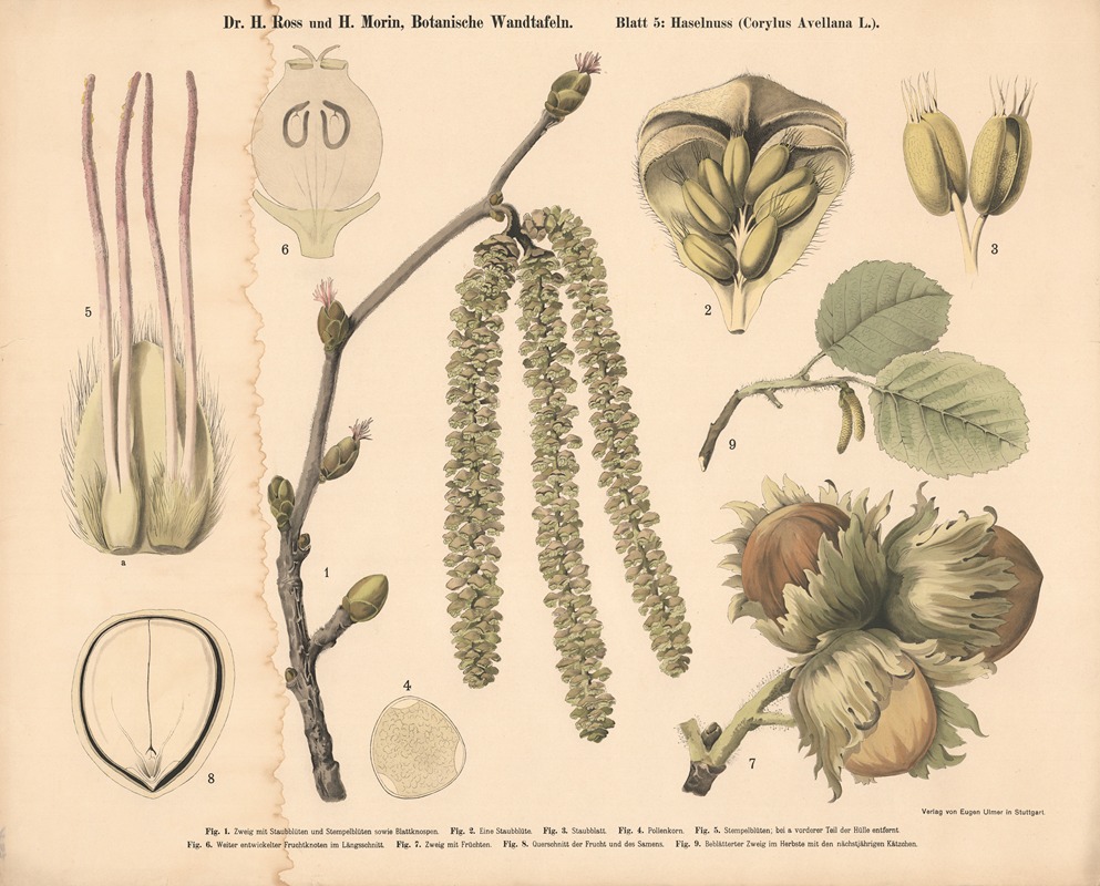 Hazelnut (Corylus Avellana) by H. Morin, 1911 — digital art print download
