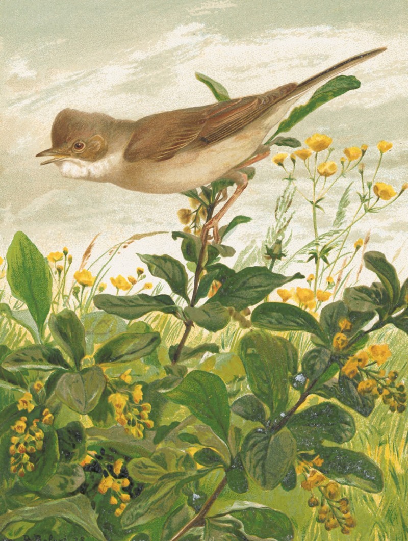 Fauvette Grisette by Léo-Paul Robert, 1880 — digital art print download
