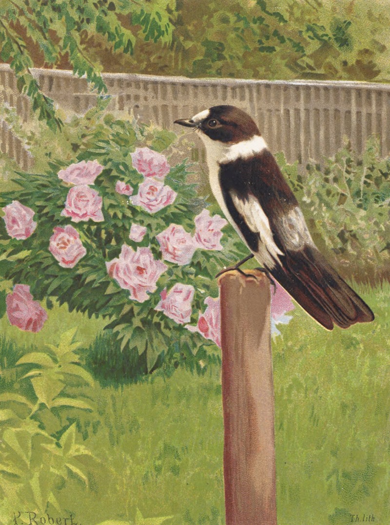 Gobe-Mouches a Collier by Léo-Paul Robert, 1880 — digital art print download