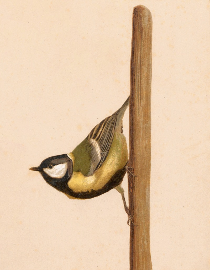 Mésange Charbonniére by Léo-Paul Robert, 1880 — digital art print download