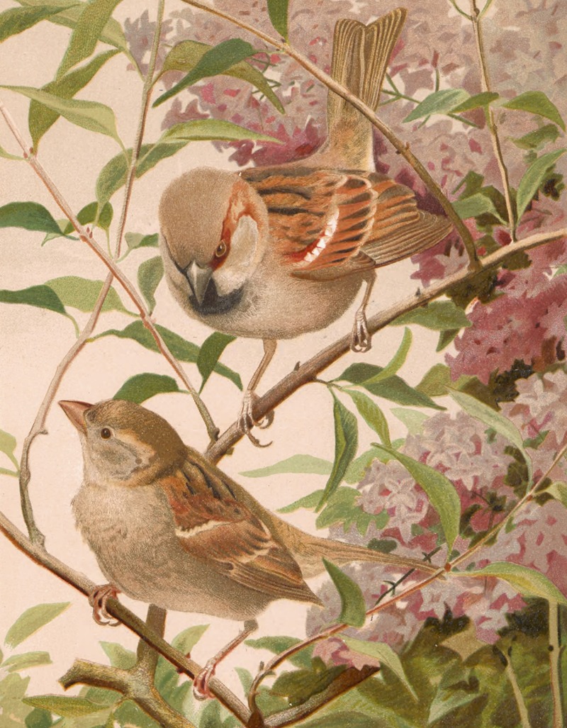 Moineau Franc by Léo-Paul Robert, 1880 — digital art print download