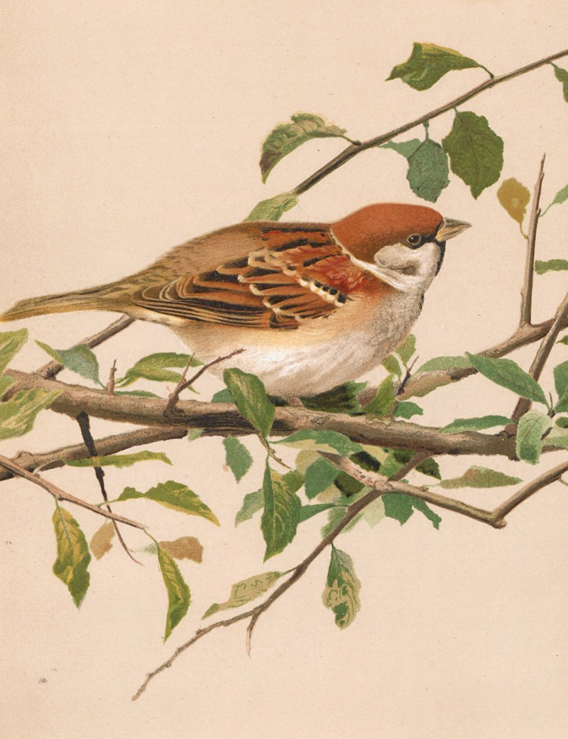 Moineau Friquet by Léo-Paul Robert, 1880 — digital art print download