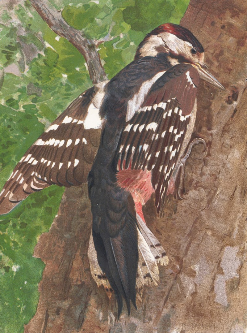 Pic Bigarré by Léo-Paul Robert, 1880 — digital art print download