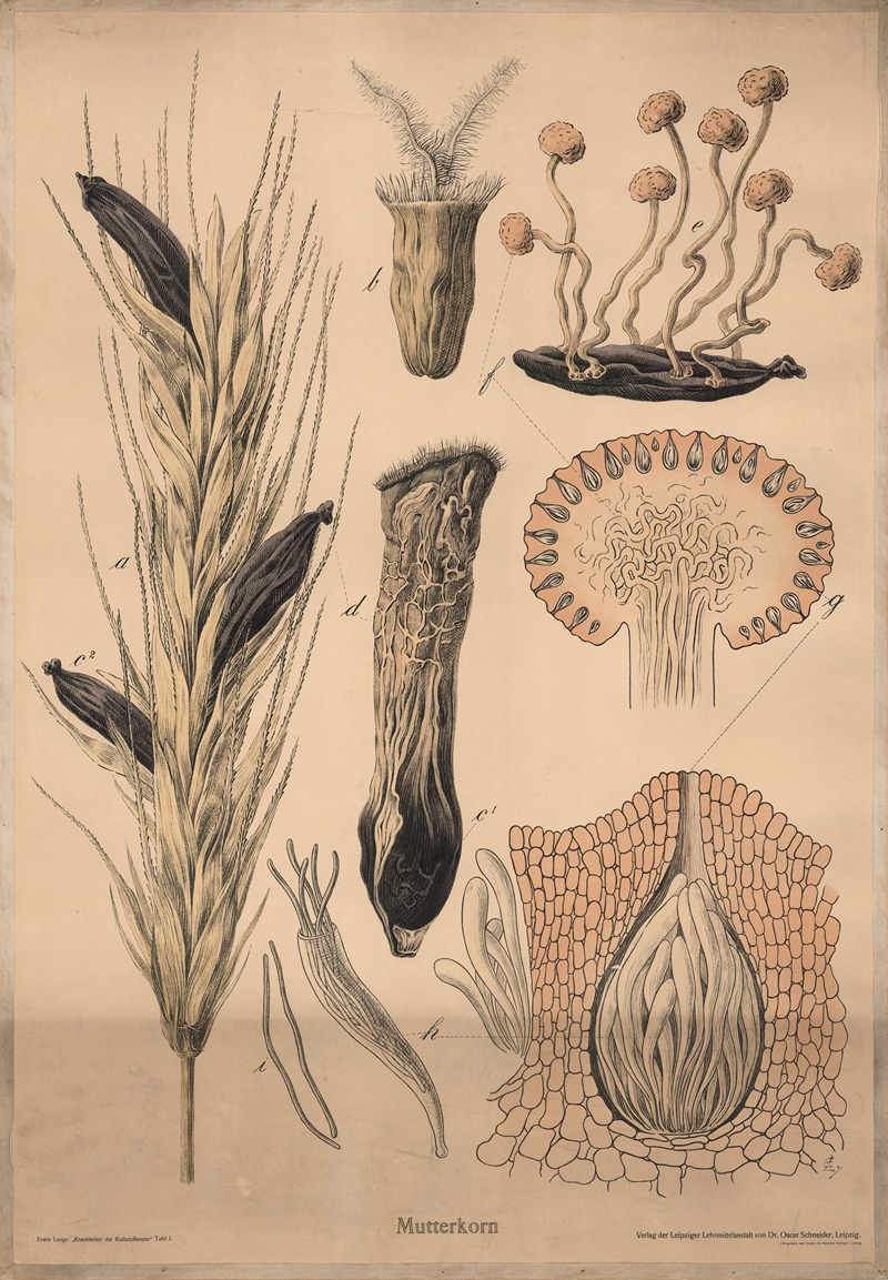 Ergot (Claviceps purpurea) by Hermann Springer, 1911 — digital art print download