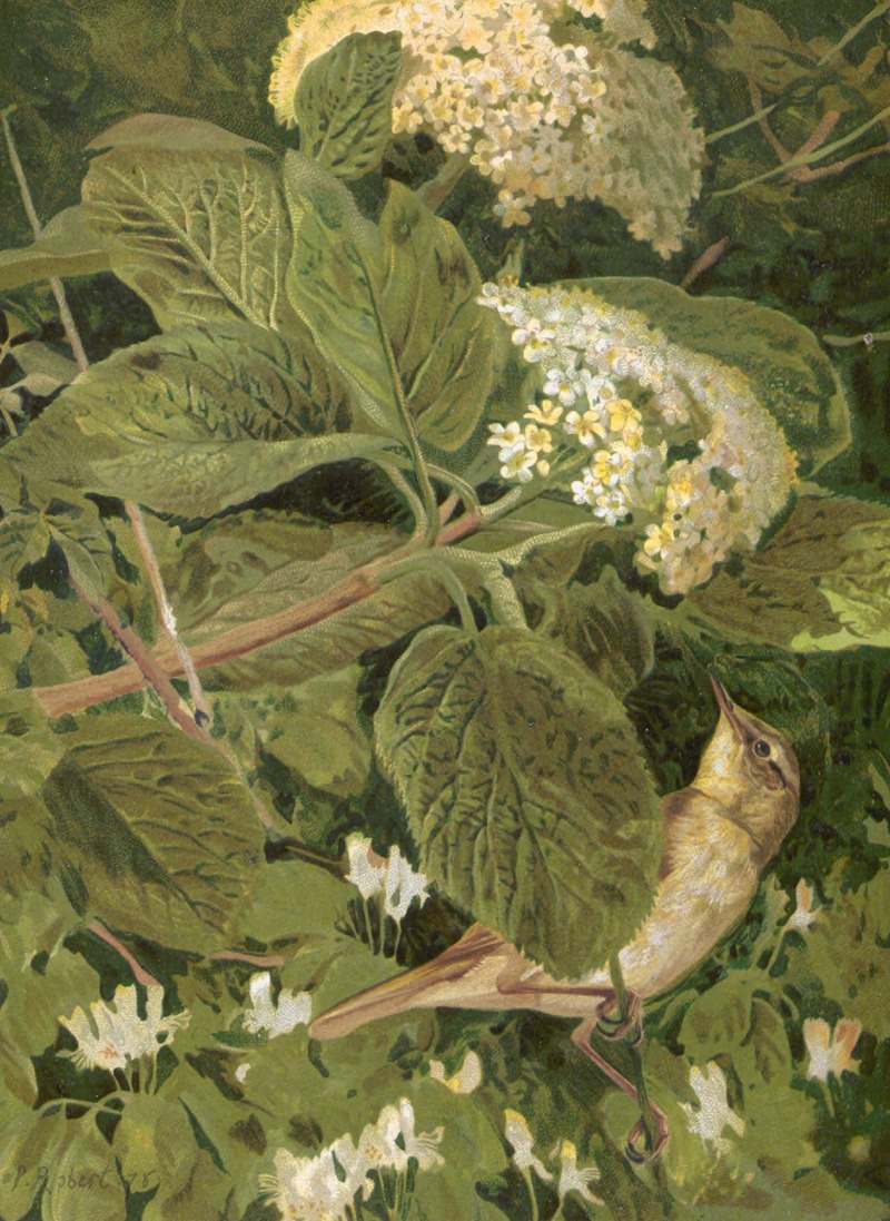 Pouillot Fitis by Léo-Paul Robert, 1878 — digital art print download