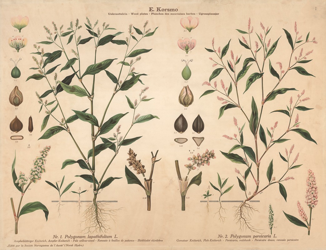 Pale willow-weed, Persicaria, redshank by Knut Quelprud, 1913 — digital art print download