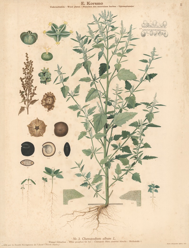 White goosefoot, fat hen by Knut Quelprud, 1913 — digital art print download
