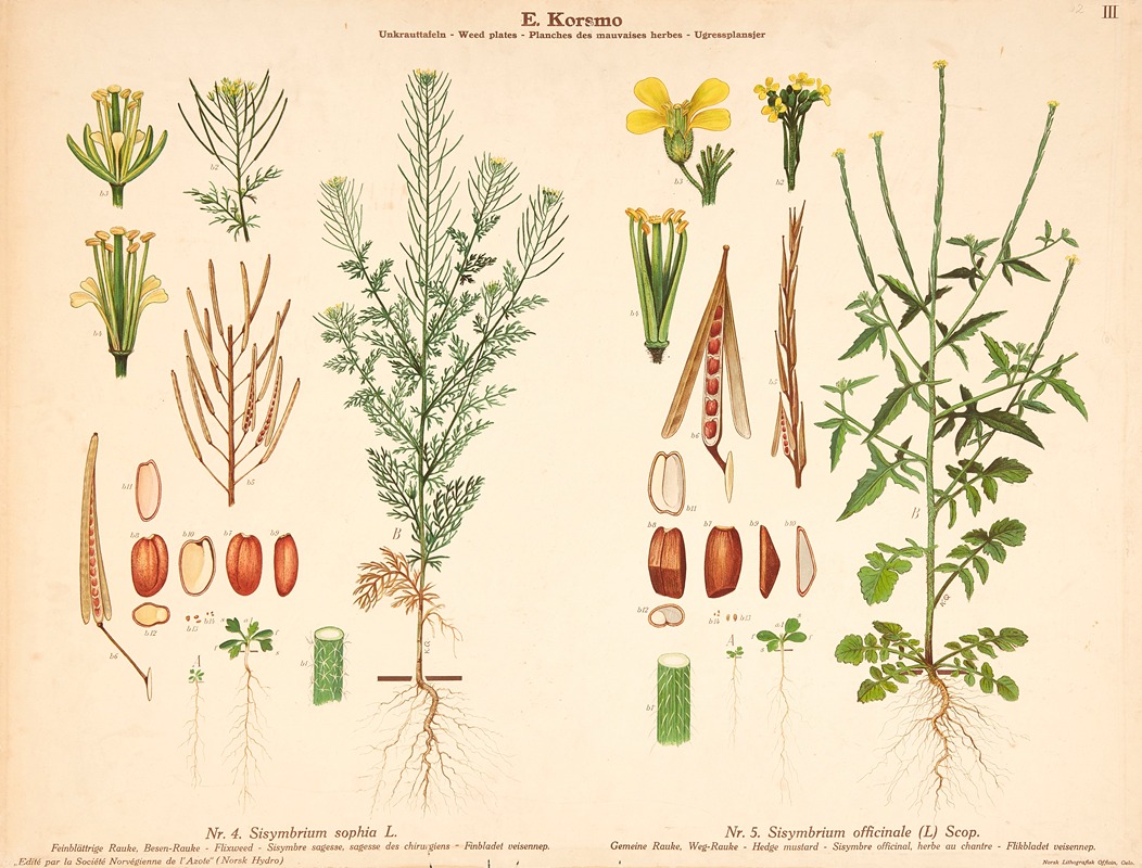 Flixweed, Hedge mustard by Knut Quelprud, 1913 — digital art print download