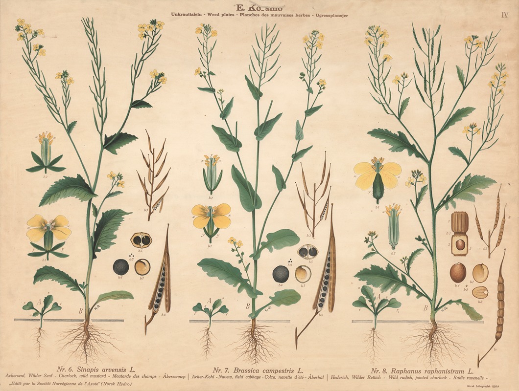 Wild mustard, Field cabbage, Wild radish, jointed charlock — Knut Quelprud