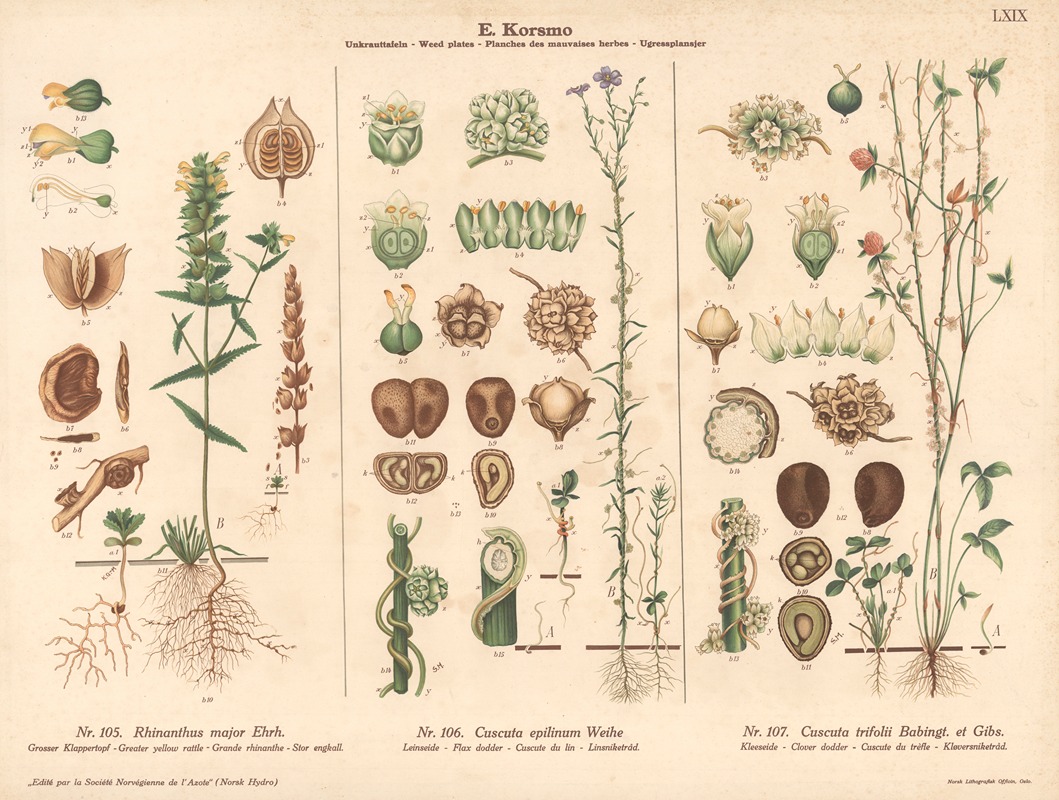 Greater yellow rattle, Flax doder, Clover dodder by Knut Quelprud, 1913 — digital art print download