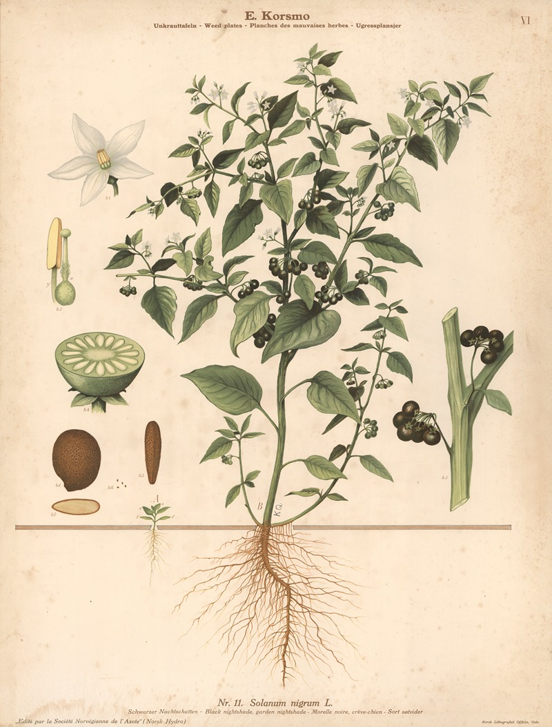 Black nightshade, garden nightshade — Knut Quelprud