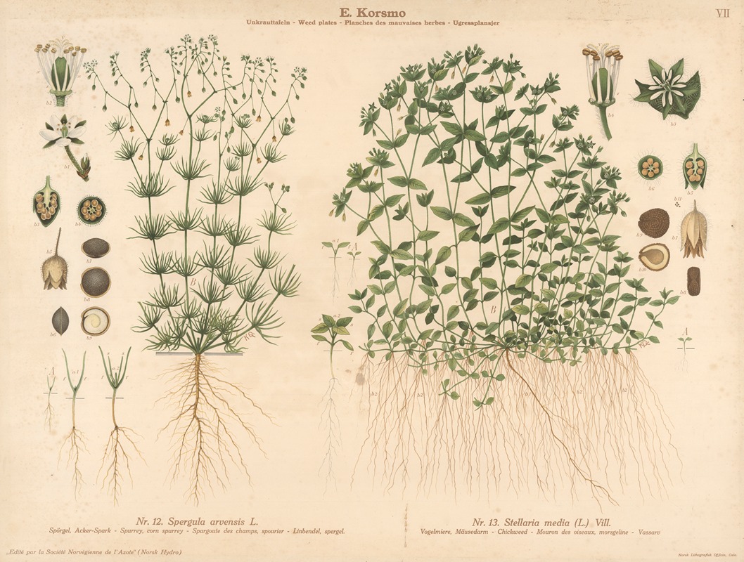 Spurrey, corn spurrey, Chickenweed by Knut Quelprud, 1913 — digital art print download