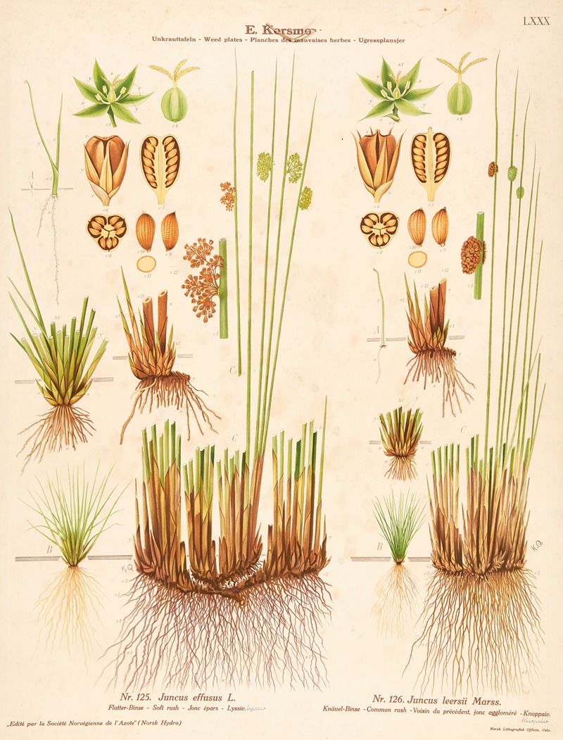 Soft rush, Common rush by Knut Quelprud, 1913 — digital art print download