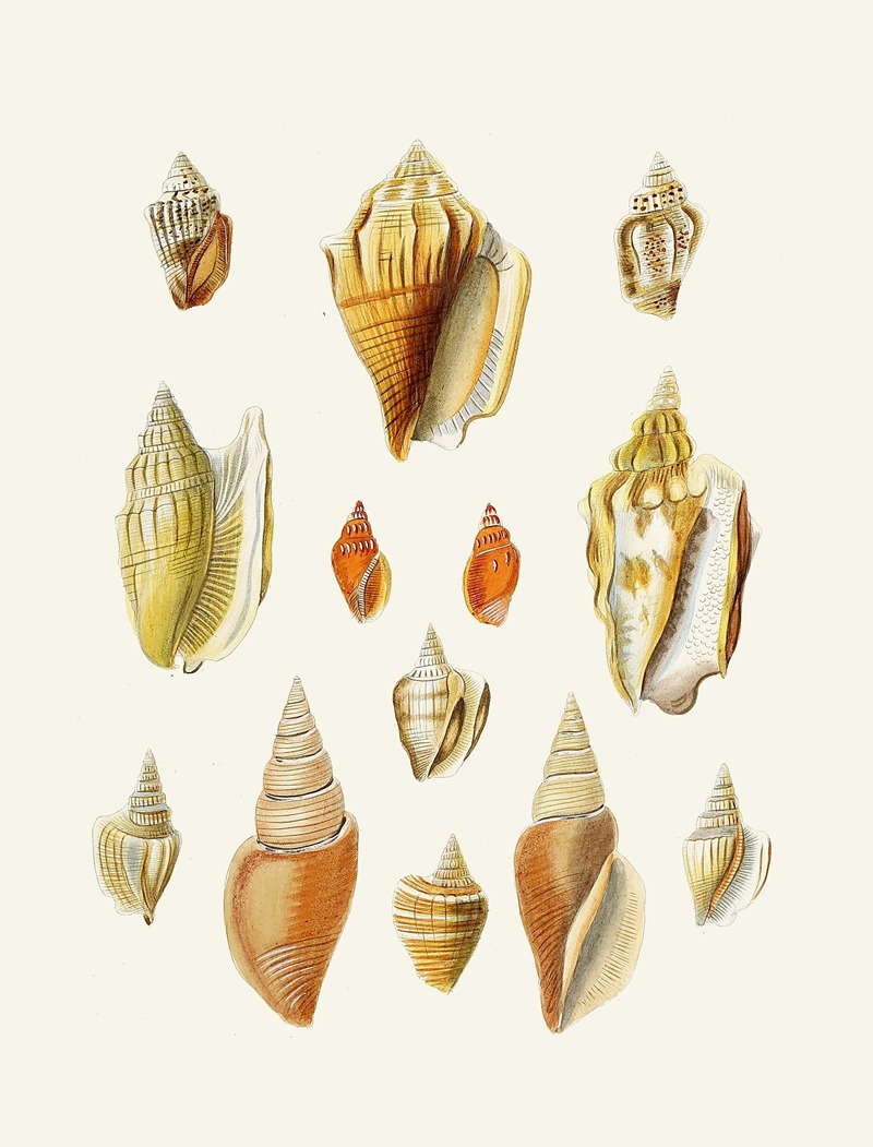 Die Flügelschnecken (Strombea) Pl.18 — Heinrich Carl Küster
