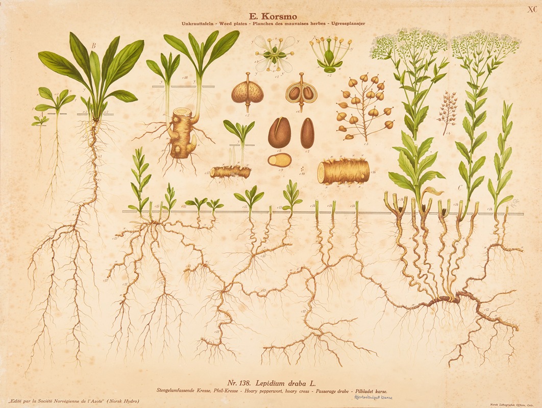 Hoary pepperwort, hoary cress — Knut Quelprud