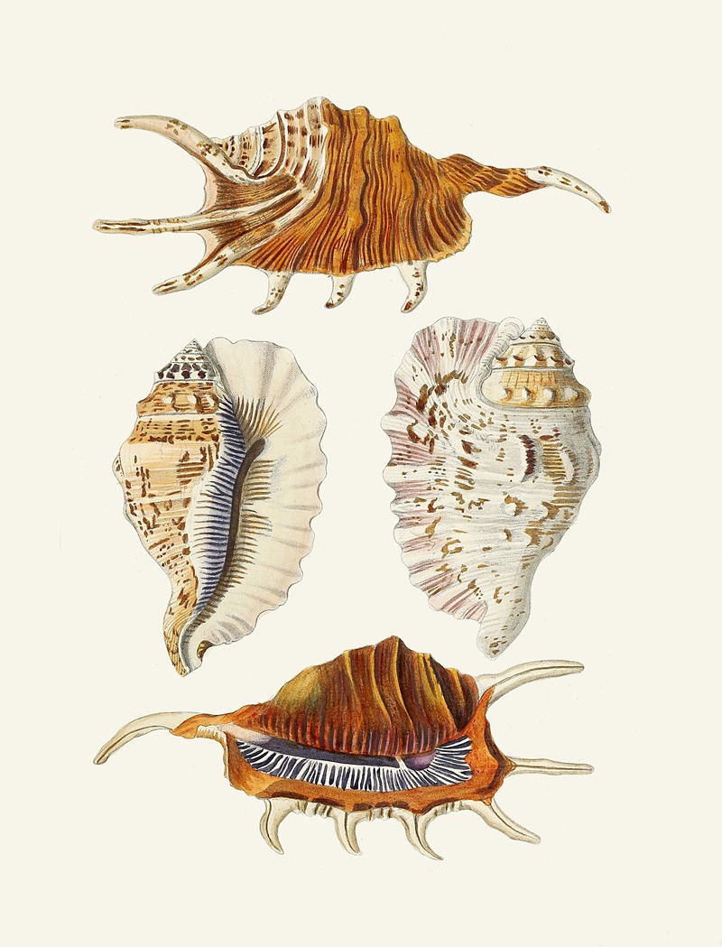 Die Flügelschnecken (Strombea) Pl.24 — Heinrich Carl Küster