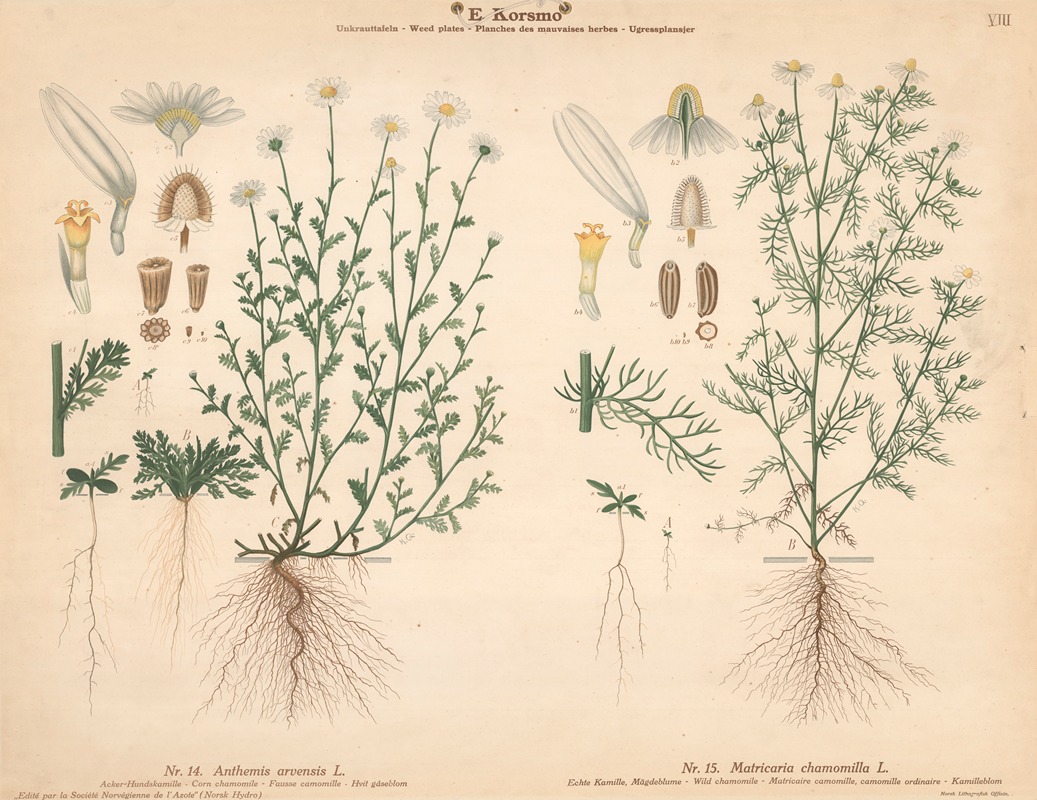 Corn chamomile, Wild chamomile by Knut Quelprud, 1913 — digital art print download