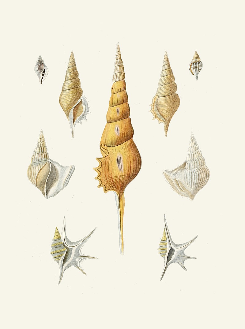 Die Flügelschnecken (Strombea) Pl.30 — Heinrich Carl Küster