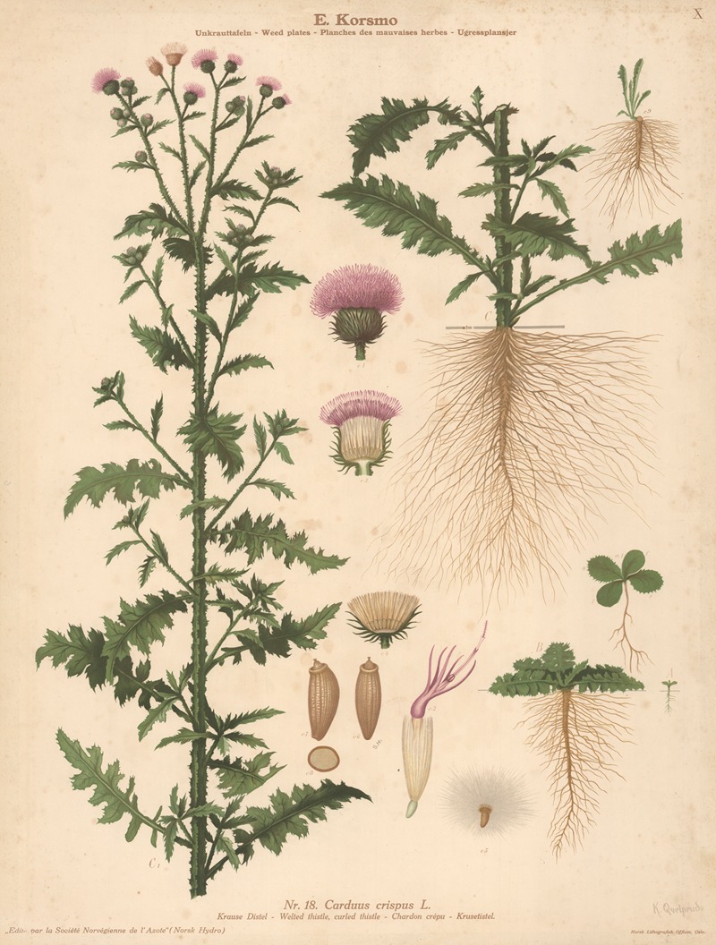 Welted thistle, Curled thistle by Knut Quelprud, 1913 — digital art print download
