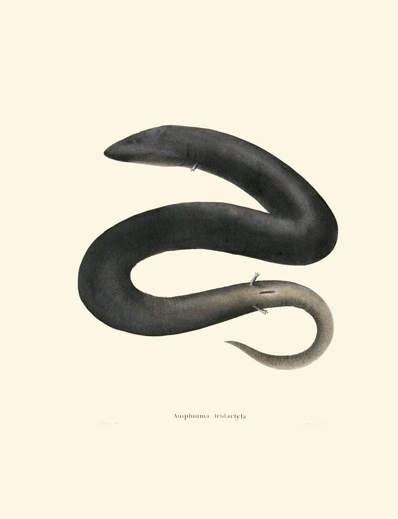 Amphiuma tridactyla by John Edwards Holbrook, 1842 — digital art print download