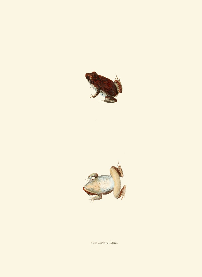 Bufo erythronotus by John Edwards Holbrook, 1842 — digital art print download