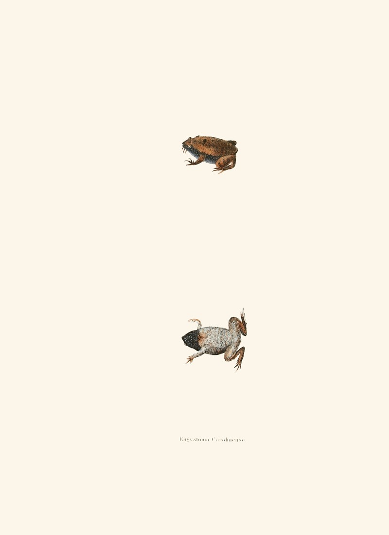 Engystoma Carolinense by John Edwards Holbrook, 1842 — digital art print download