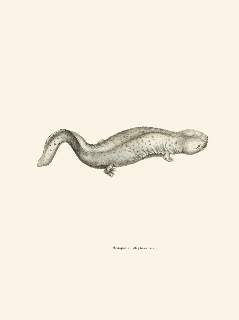 Menopoma Alleghanensis by John Edwards Holbrook, 1842 — digital art print download