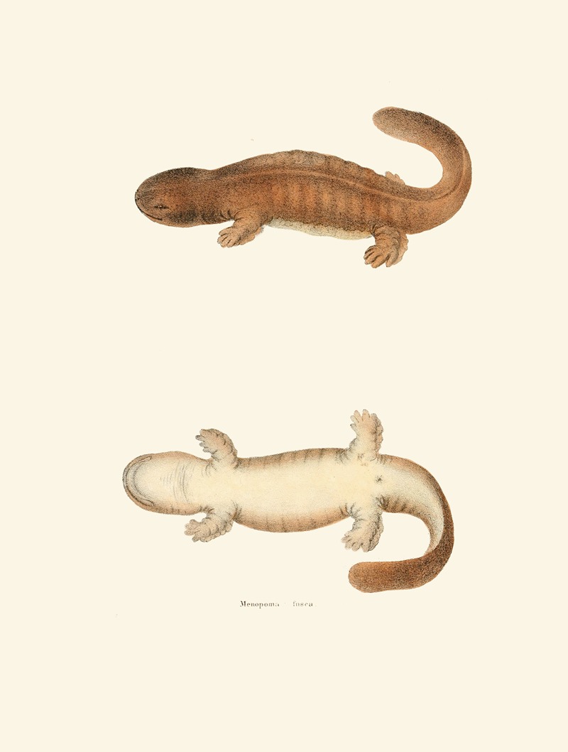 Menopoma fusca by John Edwards Holbrook, 1842 — digital art print download