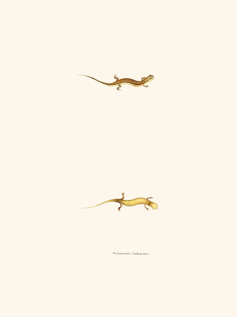 Salamandra bilineata by John Edwards Holbrook, 1842 — digital art print download
