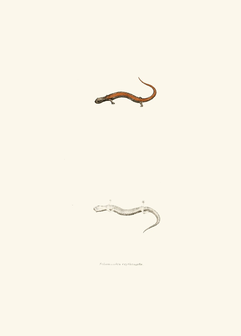 Salamandra erythronota by John Edwards Holbrook, 1842 — digital art print download
