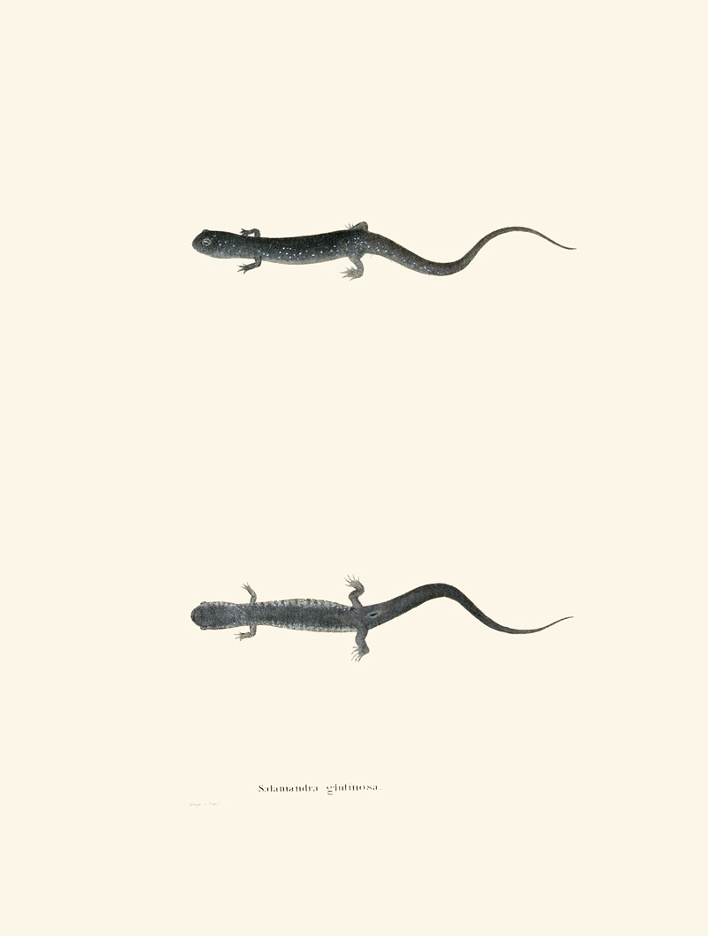 Salamandra glutinosa by John Edwards Holbrook, 1842 — digital art print download