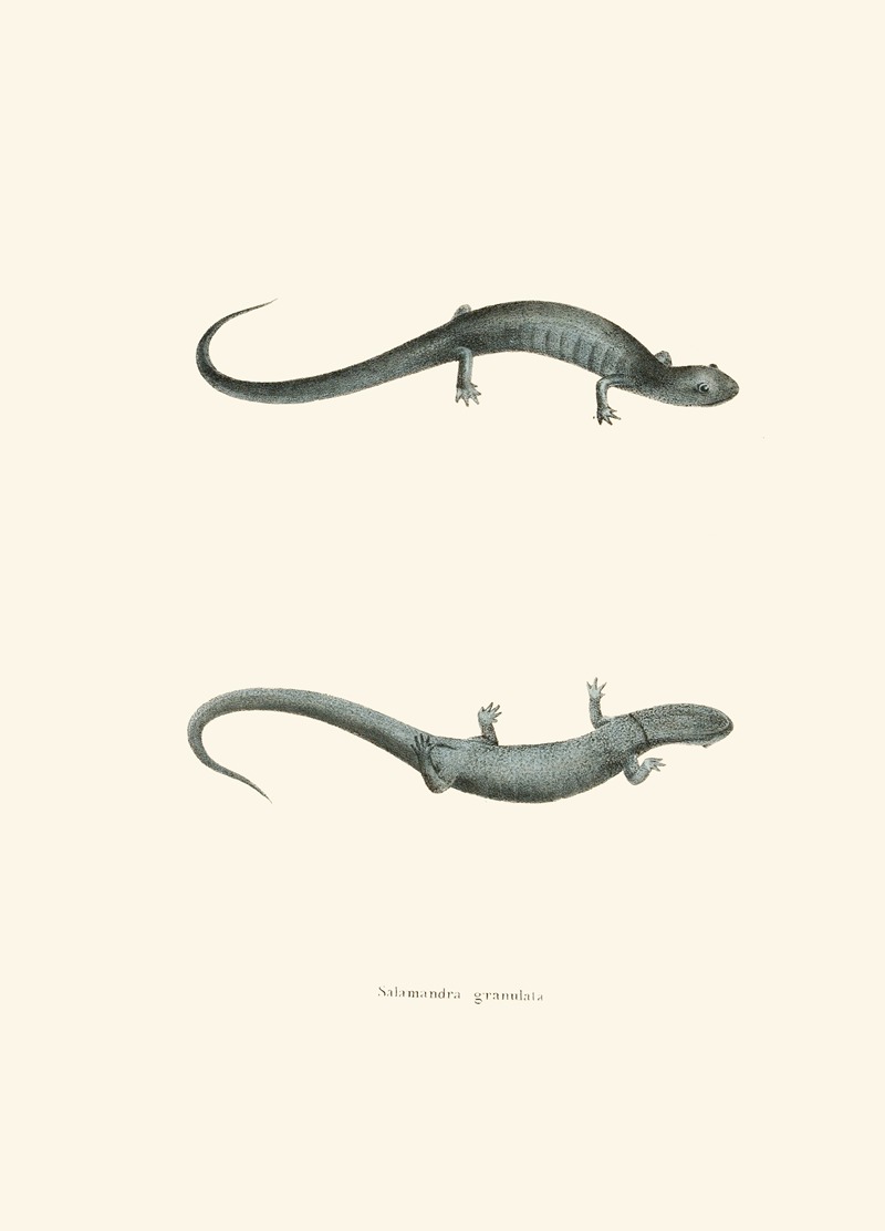 Salamandra granulata by John Edwards Holbrook, 1842 — digital art print download