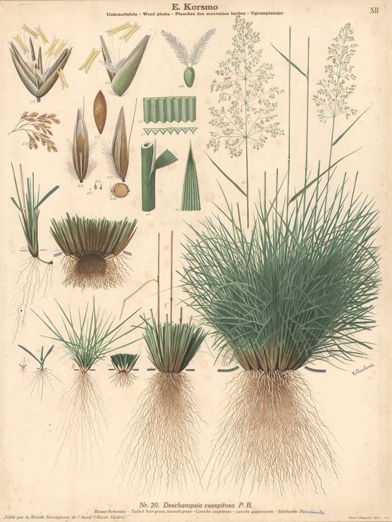 Tufted hair- grass, sussock grass by Knut Quelprud, 1913 — digital art print download