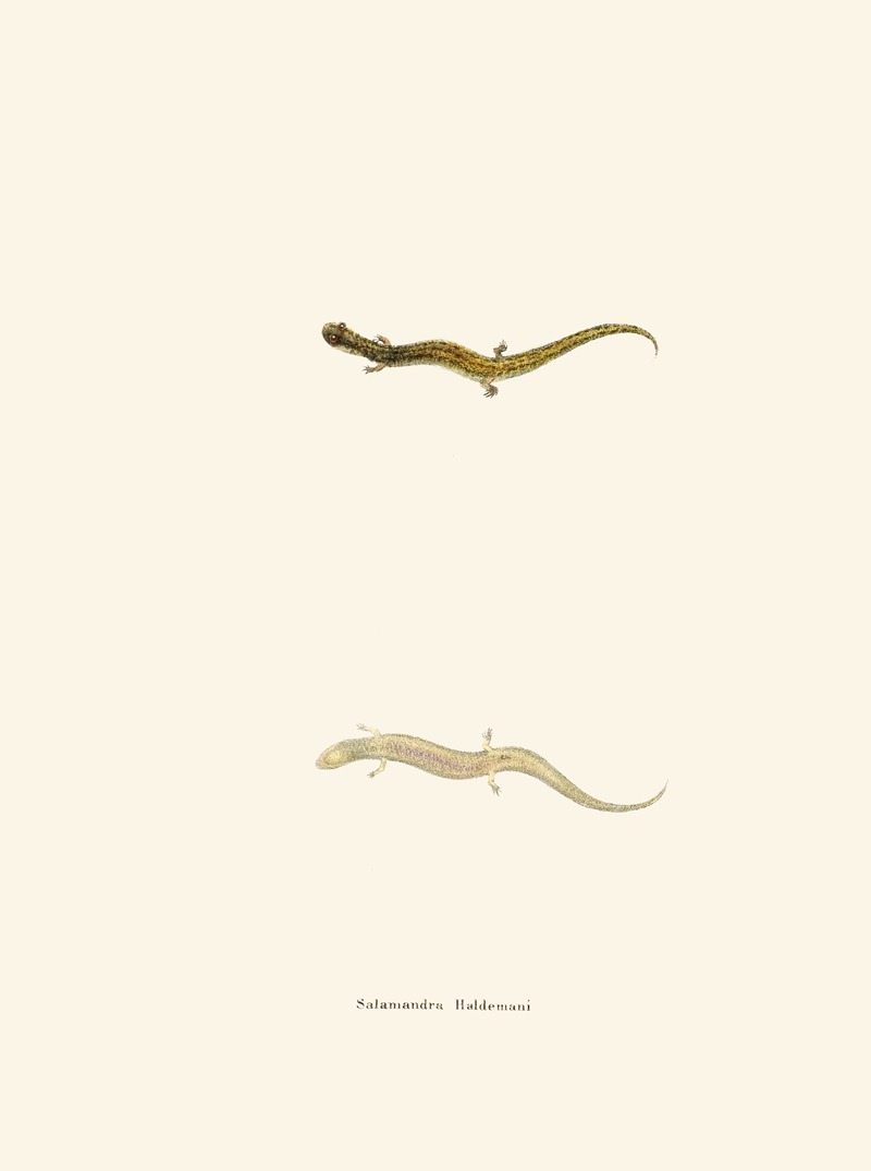 Salamandra Haldemani by John Edwards Holbrook, 1842 — digital art print download