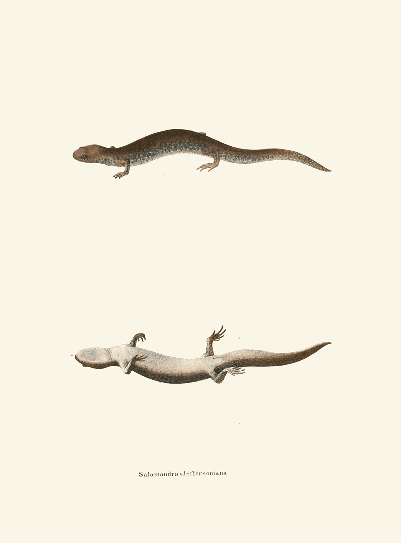 Salamandra Jeffersoniana by John Edwards Holbrook, 1842 — digital art print download