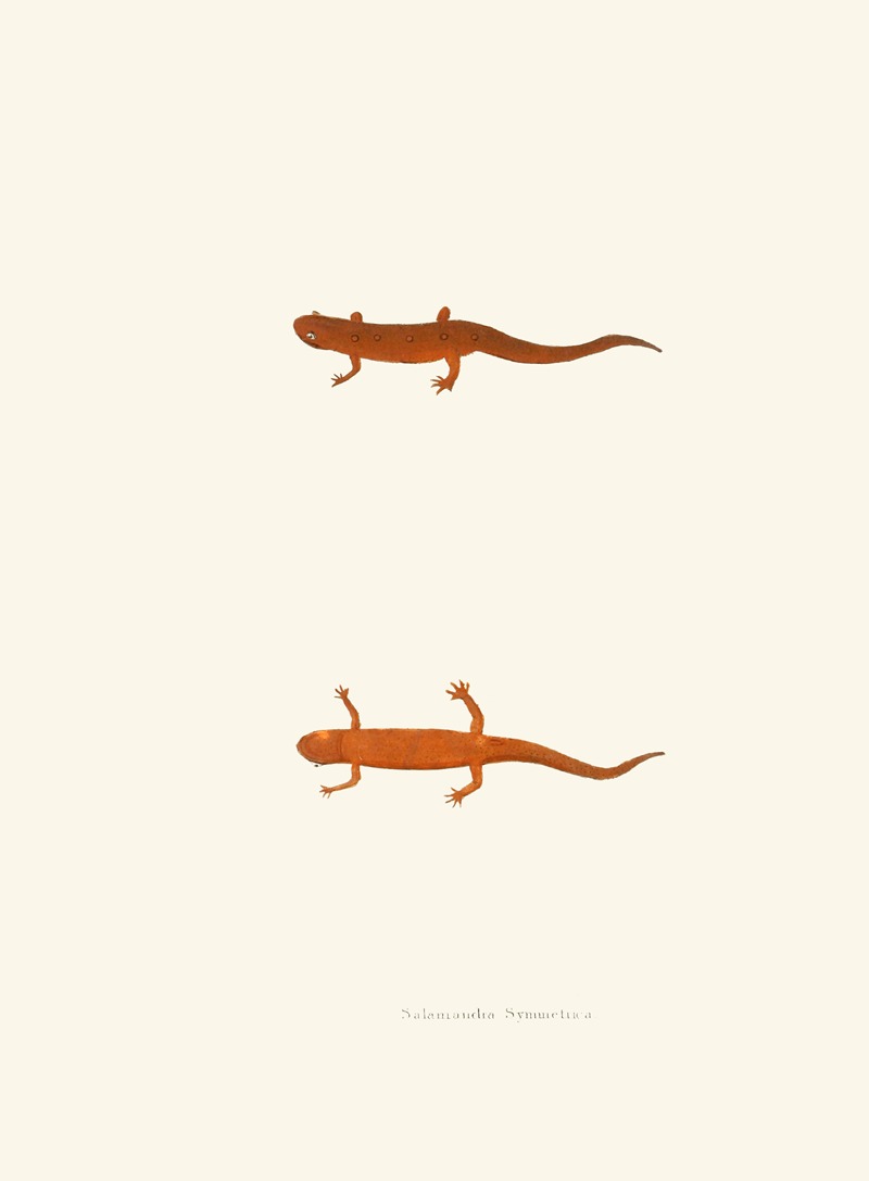 Salamandra symmetrica by John Edwards Holbrook, 1842 — digital art print download