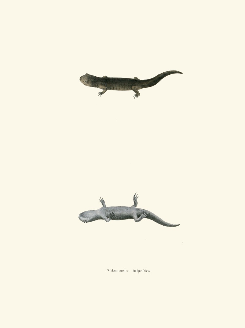 Salamandra talpoidea by John Edwards Holbrook, 1842 — digital art print download