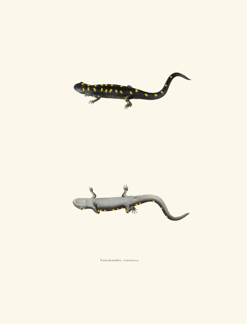 Salamandra venenosa by John Edwards Holbrook, 1842 — digital art print download