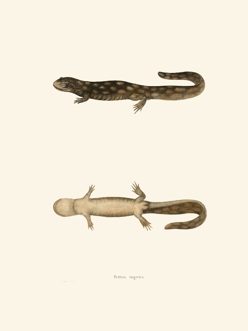 Triton ingens by John Edwards Holbrook, 1842 — digital art print download