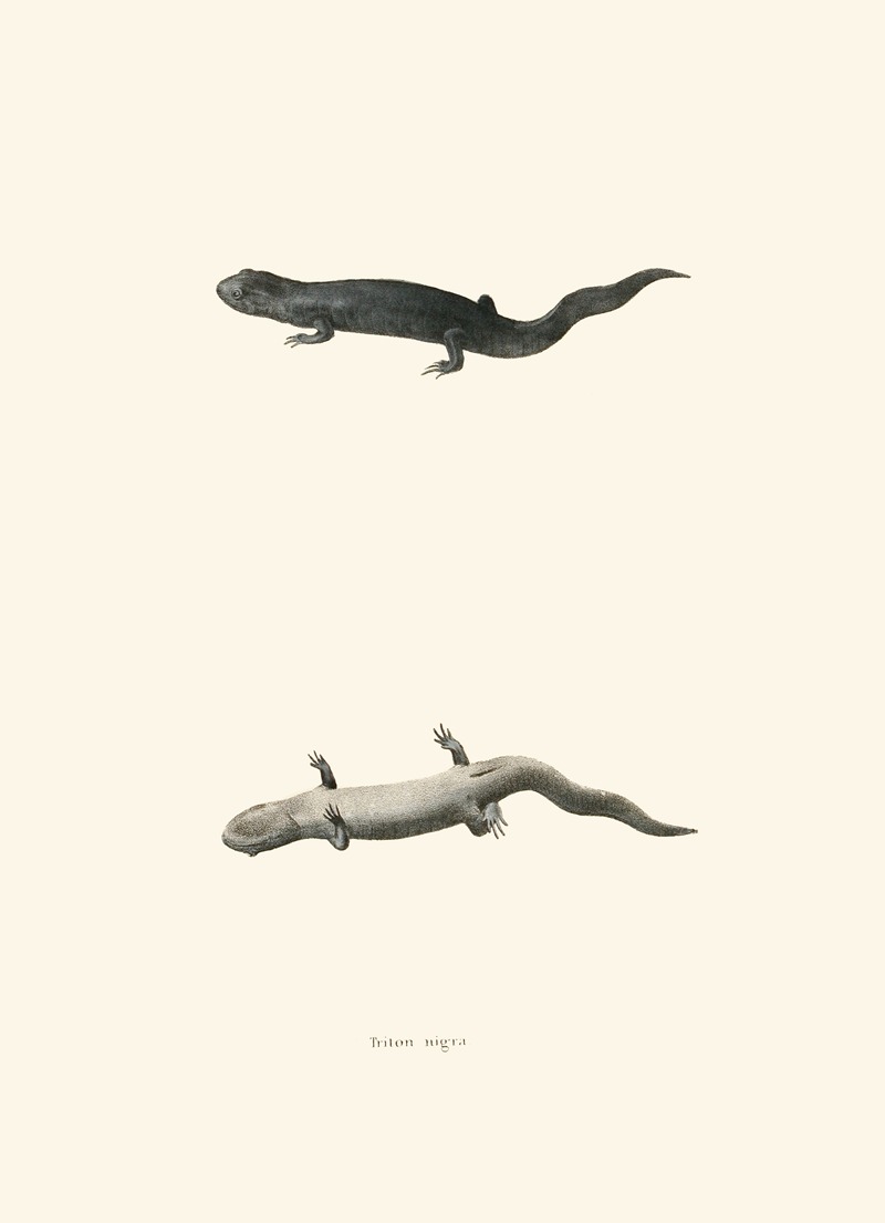 Triton nigra by John Edwards Holbrook, 1842 — digital art print download