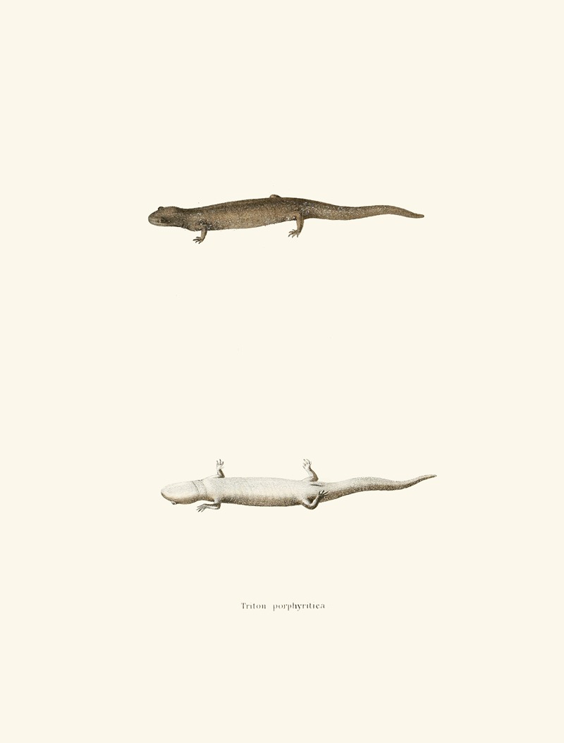 Triton porphyriticus by John Edwards Holbrook, 1842 — digital art print download