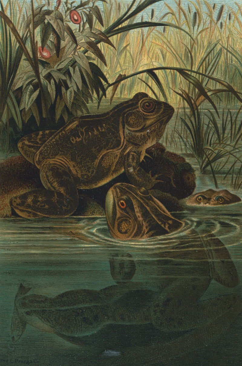 Bull-Frog. by John George Wood, 1898 — digital art print download